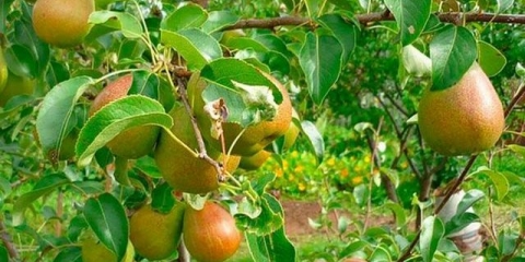 Voćke za prigradska naselja